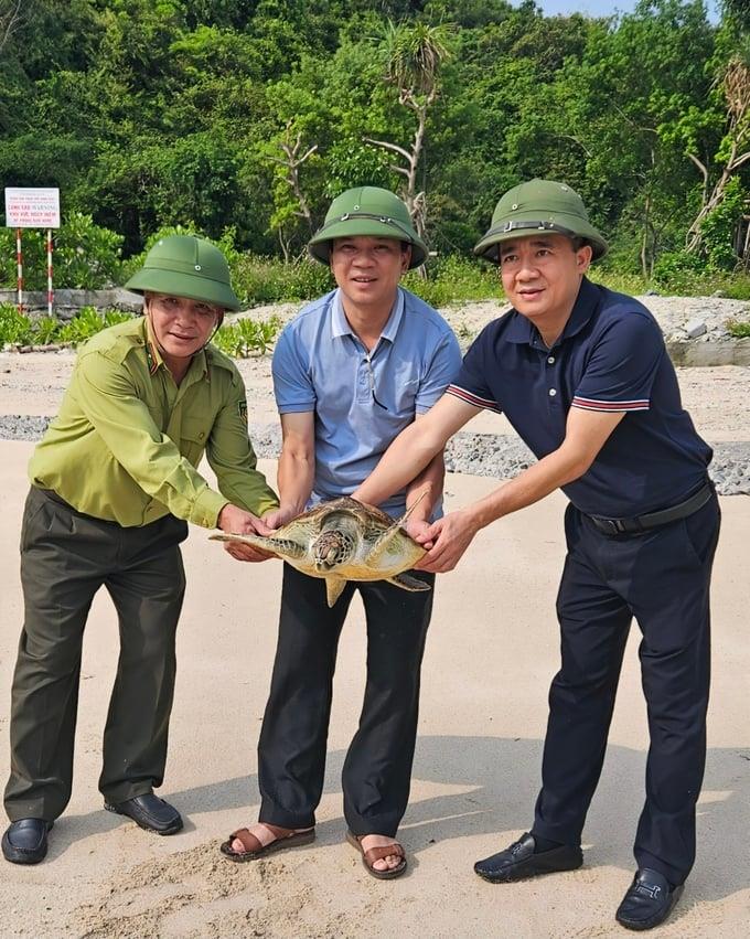 Vườn Quốc gia Cát Bà thả rùa xanh quý hiếm về biển