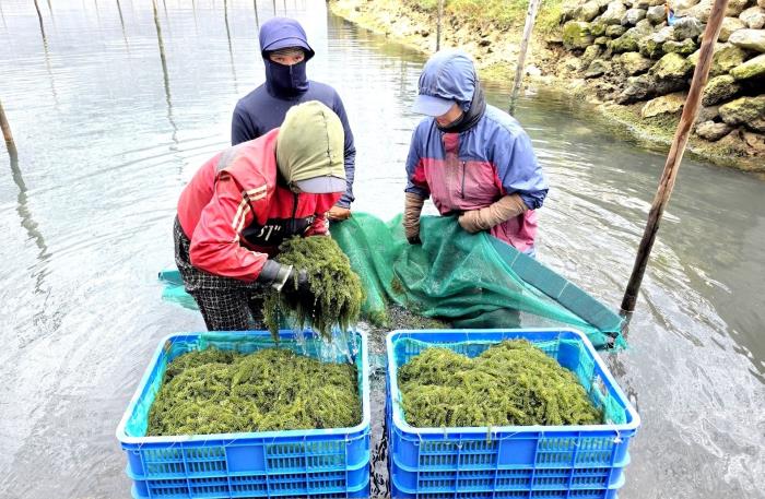 Khai thác mỏ vàng rong biển: Bài 2 Bí quyết để rong nho ngon, giòn, sạch