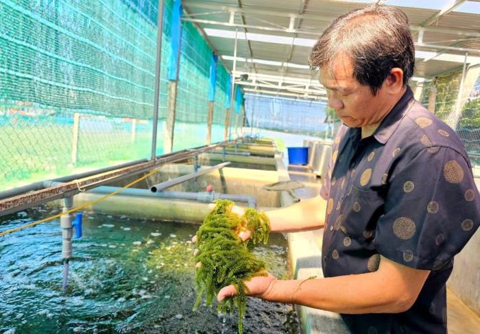 Khai thác mỏ vàng rong biển: Bài 1 Mở hướng làm giàu mới
