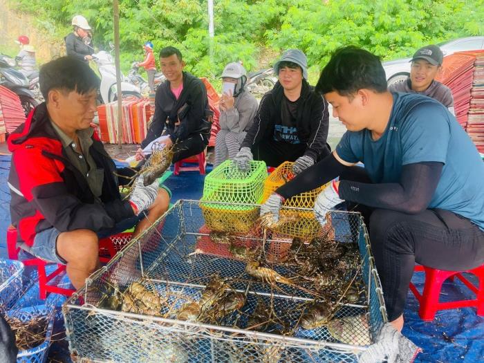 Thủ phủ tôm hùm những ngày sau bão