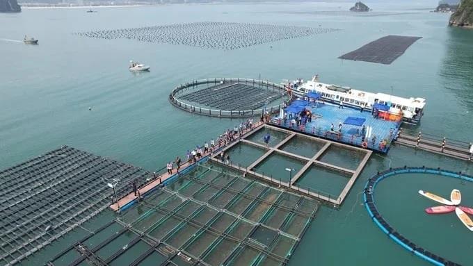 Quảng Ninh quyết liệt xử lý lồng bè trái phép, bảo vệ nguồn lợi thuỷ sản