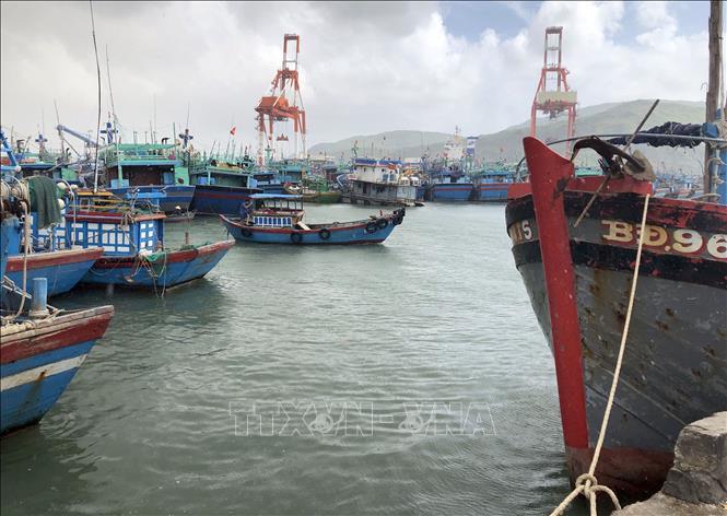 Giá nhiên liệu ổn định tạo động lực cho ngư dân bám biển