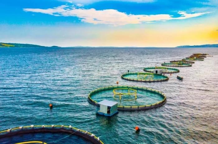 Chiến lược hái tiền tỷ nhờ mô hình nuôi thủy sản ngoài khơi