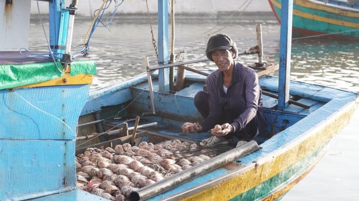 Biển vàng, niềm tin xanh: Bài 2 Hồi sinh nghề cá, giảm vi phạm IUU