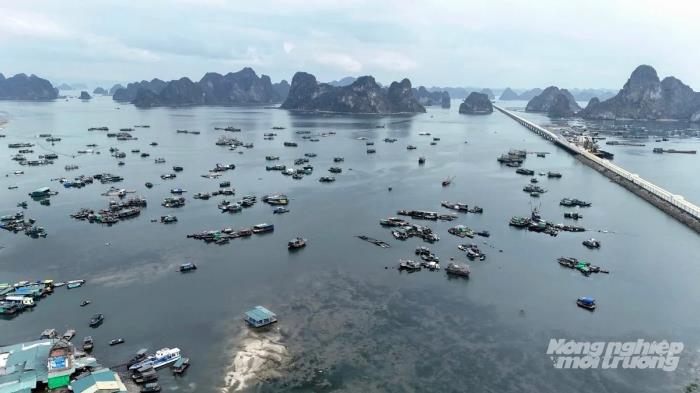 Quảng Ninh quyết tâm gỡ thẻ vàng IUU