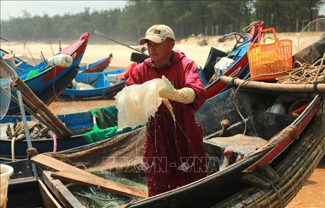 Ngư dân trúng vụ khai thác sứa biển