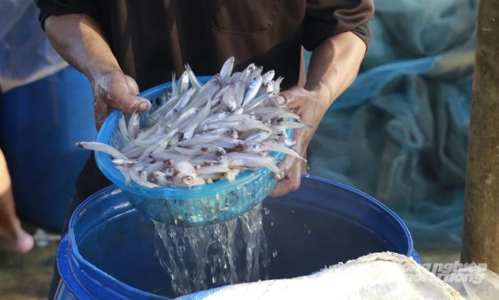 Ngư dân Huế trúng đậm cá cơm