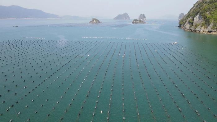 67 năm ngành thủy sản: Từ truyền thống đến tầm vóc mới