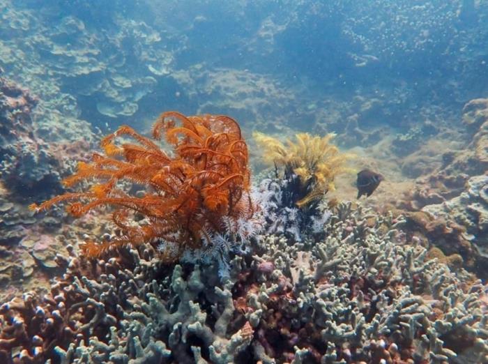 WWF hỗ trợ phục hồi hệ sinh thái biển Cù Lao Chàm