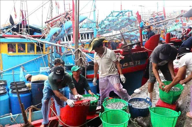 Cá cơm trái vụ bội thu, ngư dân lãi hàng chục triệu đồng