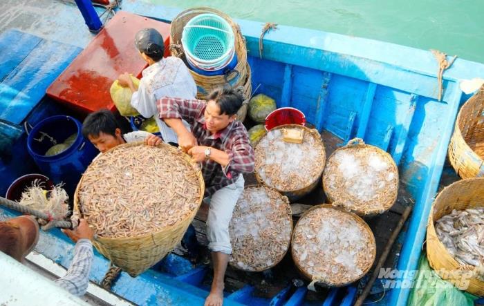 Gấp rút triển khai eCDT cho tàu cá từ 6m trở lên