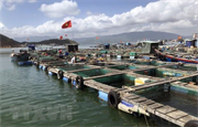 Chung tay cùng ngành thủy sản vượt khó