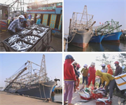 Quảng Nam triển khai hiệu quả công tác cấm đánh bắt tại các vùng biển nước bạn