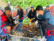 Thủ phủ tôm hùm những ngày sau bão