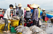 Thủy sản Việt trước ngưỡng cửa EU khắt khe: Bài 2 Khó vào EU vì thẻ vàng IUU