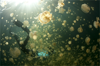 Bí ẩn hồ nước duy nhất trên thế giới chứa hàng triệu con sứa biển vàng
