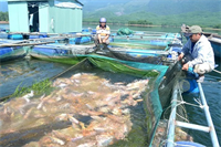 Quy định cụ thể mức phí sử dụng khu vực biển để nuôi trồng thủy sản, xây dựng cảng cá