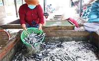 Nhộn nhịp nghề hấp cá ở Ninh Thuận