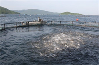 Phát triển ngành thủy sản bền vững: Bài 3 Đa giá trị từ nuôi biển tự nhiên