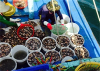 Tỉnh Bình Thuận ngăn chặn khai thác sò lông non
