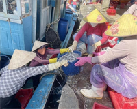 Ngư dân trúng đậm lộc biển ngày đầu Xuân