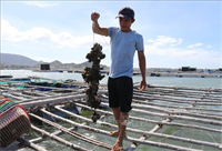 Khai thác tiềm năng, phát triển nghề nuôi biển bền vững