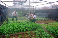 Trồng rau xanh nơi đầu sóng