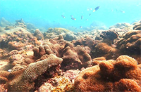 Cứu san hô, cứu môi trường biển