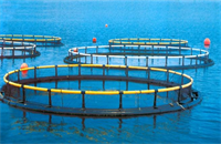 Thúc đẩy thị trường xuất khẩu cho nuôi biển: Cần có vùng nuôi lớn đạt chuẩn