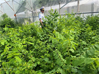 Trường Sa bây giờ rất xanh
