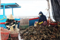 Tỉnh Ninh Thuận: Gia tăng giá trị nuôi trồng thủy sản trên biển