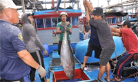 Ngư dân Phú Yên trúng cá ngừ đại dương