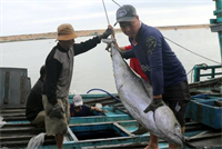 Tàu đánh cá ngừ của ngư dân Phú Yên trúng đậm