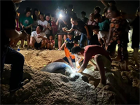 Bình Định: Rùa biển liên tiếp đẻ trứng tại bãi biển Nhơn Hải