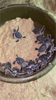 Bảo tồn rùa biển tại xã đảo Nhơn Hải: Những tín hiệu tích cực