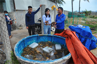Giải pháp khắc phục sự cố môi trường nuôi tôm hùm ở Phú Yên