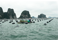 Trong xanh biển đảo Quảng Ninh. Bài 1: Cuộc chiến xóa phao xốp trên biển