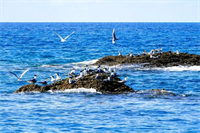 Tìm đảo ở… Côn Đảo: Bài 2: Hòn Em rợp bóng chim nhạn