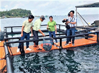 Nuôi cá biển bằng lồng nhựa HDPE thu lợi nhuận hàng trăm triệu đồng