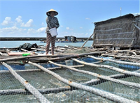 Gỡ khó cho nuôi biển Kiên Giang: Bài 1 Tiềm năng lớn nhưng phát triển chậm