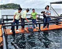 Gỡ khó cho nuôi biển Kiên Giang: Bài 2 Phú Quốc theo hướng công nghiệp