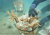 Gỡ khó nuôi biển Kiên Giang: Bài 3 Tái tạo, bảo vệ nguồn lợi thủy sản