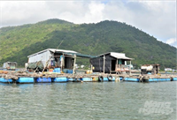 Gỡ khó nuôi biển Kiên Giang: Bài 5 Rào cản lớn với phát triển nuôi biển