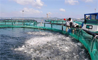 Thúc đẩy nghề nuôi biển theo hướng công nghiệp, hiện đại