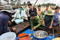 Kỹ nghệ bẫy mực lá