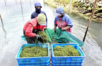 Khai thác mỏ vàng rong biển: Bài 2 Bí quyết để rong nho ngon, giòn, sạch