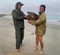 Ngư dân Bình Định tích cực bảo tồn rùa biển