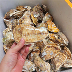 Hàu Trung Quốc giá rẻ tràn vào Việt Nam: Không chỉ là vấn đề cạnh tranh kinh tế