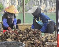 Đánh giá lại sức tải của biển: Bài 2 Quy trình chưa có, dân mò mẫm nuôi hàu