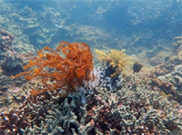 WWF hỗ trợ phục hồi hệ sinh thái biển Cù Lao Chàm